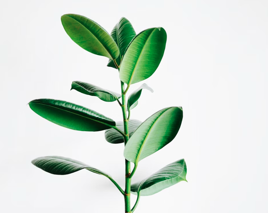 Sustainability and Organizational Change